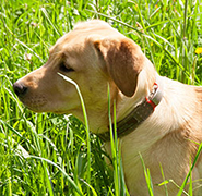 Kooperation Animal Training Center Kooperation Animal Training Center